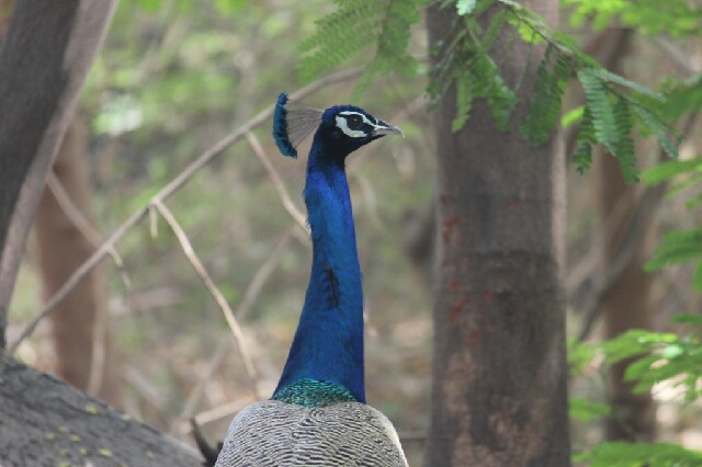 મોરનું અભિયારણ | Sanctuary of Indian Peafowl