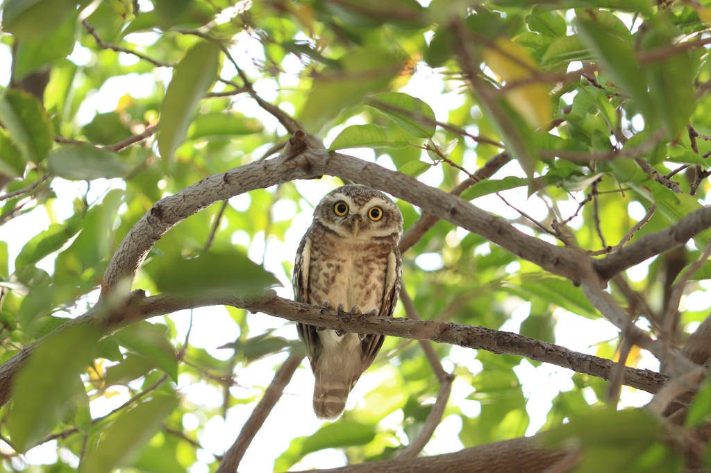 ચીબરી | चित्तीदार उल्लू , छुघड, खूसट | Spotted Owlet